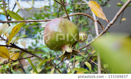Ripening pomegranate hangs from tree branch in autumn light 133389837