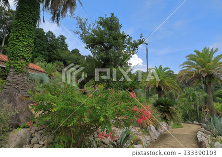 Scenery of Bordighera Garden in Monet's Garden, Kitagawa Village 133390103