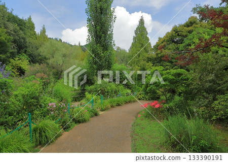 Scenery of the water garden promenade in Monet's garden in Kitagawa Village Scenery of the water garden promenade in Monet's garden in Kitagawa Village 133390191
