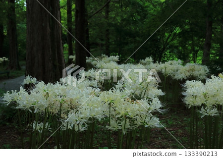 A forest view of white spider lilies in full bloom A forest view of white spider lilies in full bloom 133390213