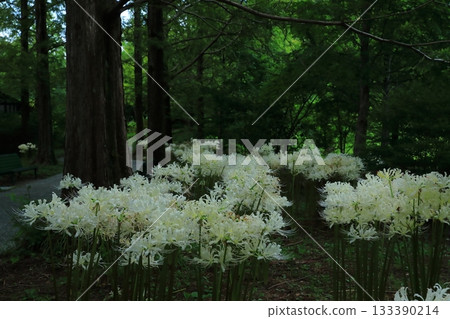 Forest scenery with clusters of white spider lilies Forest scenery with clusters of white spider lilies 133390214