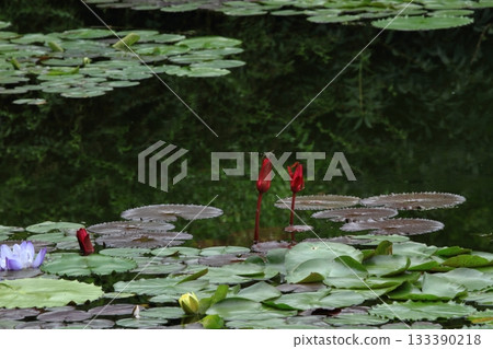 A pond filled with colorful water lilies A pond filled with colorful water lilies 133390218