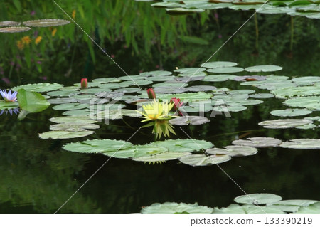 池塘水面波光粼粼，映著五彩繽紛的景色，美不勝收。 133390219