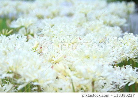 Shining pure white, lovely cluster amaryllis 133390227