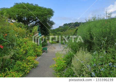 View of the green path in Monet's Garden Flower Garden in Kitagawa Village 133390239