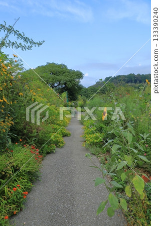 View of the wildflower walking path in Monet's Garden in Kitagawa Village View of the wildflower walking path in Monet's Garden in Kitagawa Village 133390240