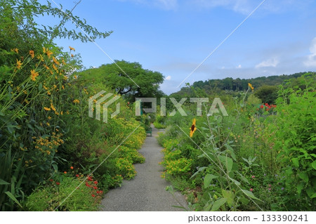 View of the flower garden in Monet's Garden in Kitagawa Village, where wildflowers are in full bloom 133390241