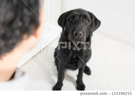 房間裡一隻正在接受訓練和管教的大狗，用可愛的眼神看著它的主人。 133390255