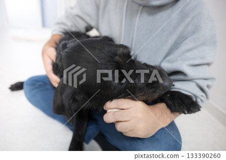 Relieving chewing urges in large dogs who gnaw and chew 133390260