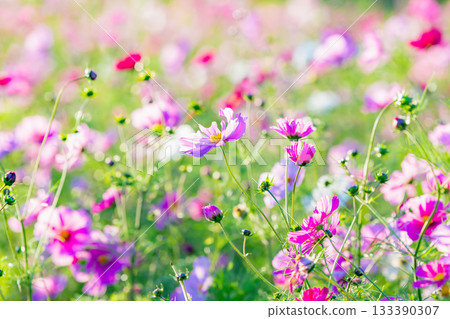 Pink cosmos flower field in full bloom at sunset 133390307