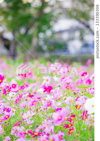 Pink cosmos flower field in full bloom at sunset Pink cosmos flower field in full bloom at sunset 133390308
