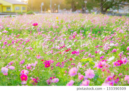 Pink cosmos flower field in full bloom at sunset 133390309