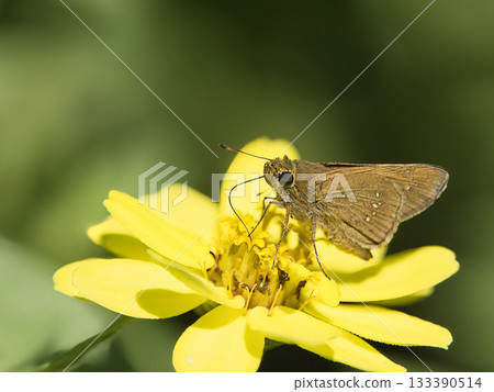 小鐵快速吮吸花蜜 133390514