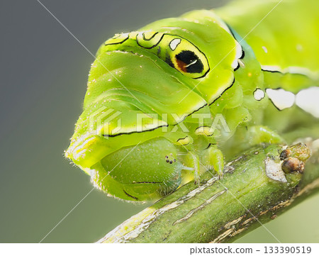 燕尾幼蟲向上 133390519