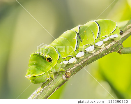 綠色燕尾蝴蝶幼蟲 133390520