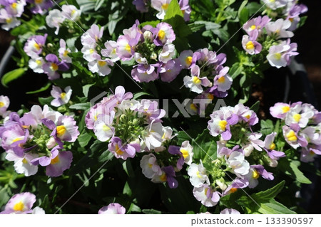 Cute little flower Nemesia Cute little flower Nemesia 133390597