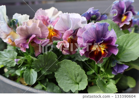 Stylish frilly viola flowers Stylish frilly viola flowers 133390604