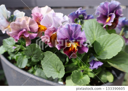 Stylish frilly viola flowers Stylish frilly viola flowers 133390605