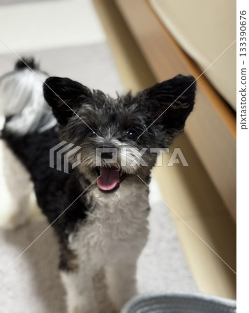 Dog smiling at owner Dog smiling at owner 133390676