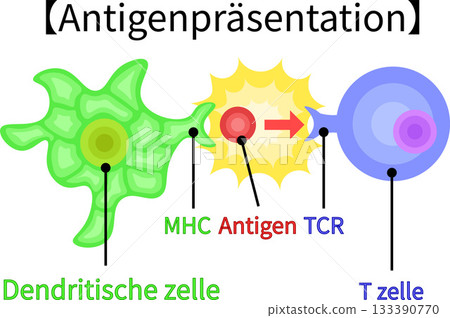 抗原呈現插圖（德語，無背景） 133390770