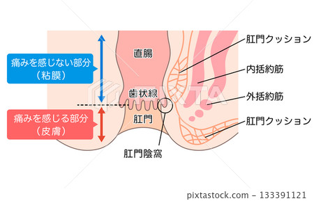 Structure of the anus: Cross section of the rectum and anus 133391121