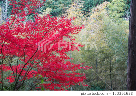 Enko-ji秋葉 133391658