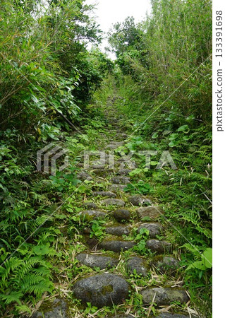 The approach to Osato Shrine 133391698