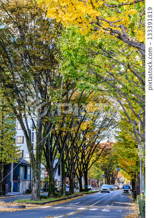 秋日漫步仙台定禪寺大街，感受「樹之城」的魅力 133391819