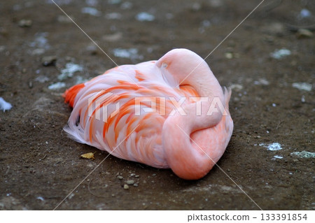 A curled up sleeping flamingo 133391854
