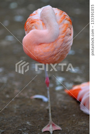 火烈鳥站著睡覺 133391855