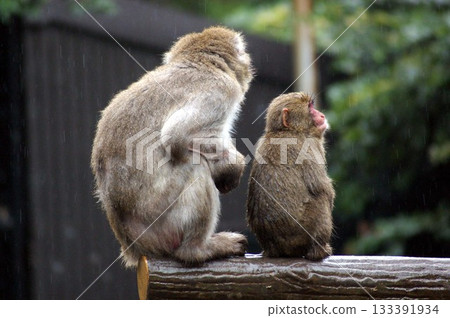 A mother and child Japanese macaque huddled together in the rain A mother and child Japanese macaque huddled together in the rain 133391934