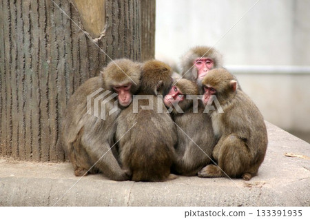 Monkey dumpling Monkey dumpling 133391935