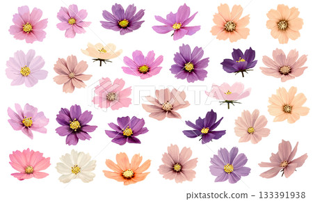 Illustration set of colorful cosmos flowers painted in watercolor 133391938