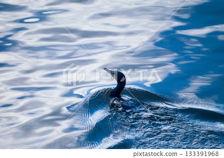 信濃川/安城堤防上的鸕鶿 信濃川/安城堤防上的鸕鶿 133391968