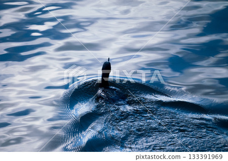 信濃川/安城堤防上的鸕鶿 133391969