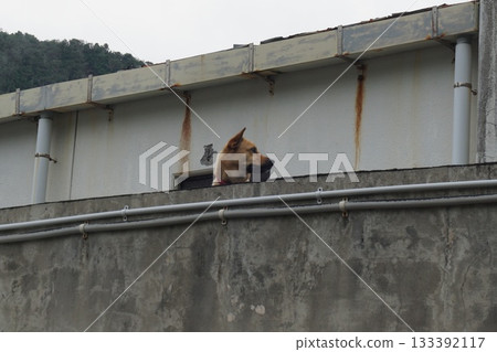 Dog showing its face Dog showing its face 133392117