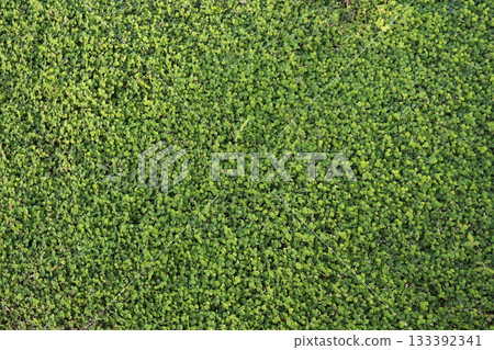 background texture nature green lawn at garden outdoor background texture nature green lawn at garden outdoor 133392341