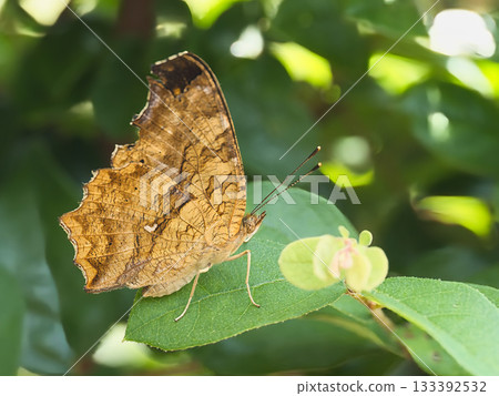 Kitateha perched on a leaf 133392532