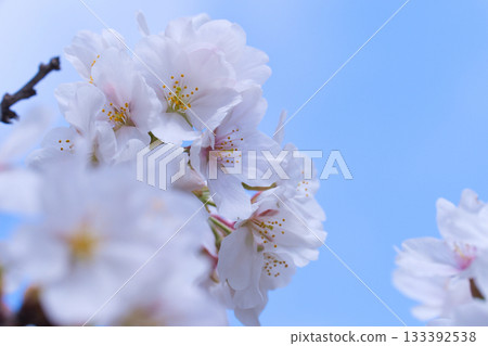 Sakura that shines in the blue sky 133392538