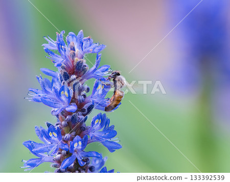 A honeybee sucking nectar from a Pontederia 133392539