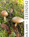 Amanita mushrooms - two large mushrooms with glossy brown caps and white spots, in a Japanese mountain forest in autumn 133392542