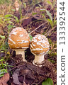 Newborn twin Amanita mushrooms with egg-shaped caps, autumn mountain forest in Japan 133392544