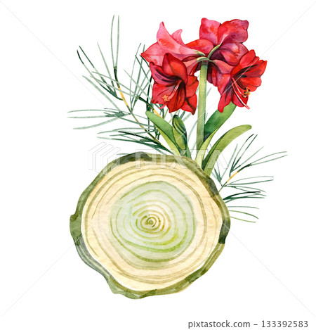 Watercolor amaryllis flower with pine branches and wood slice in a festive botanical composition. Perfect for Christmas cards, winter design, invitations and seasonal decoration projects. 133392583