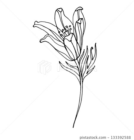 Elegant line art illustration of pasque flowers with delicate petals and slender stems. Ideal for coloring books, botanical studies, floral branding, spring designs and minimalistic nature projects. Elegant line art illustration of pasque flowers with delicate petals and slender stems. Ideal for coloring books, botanical studies, floral branding, spring designs and minimalistic nature projects. 133392588
