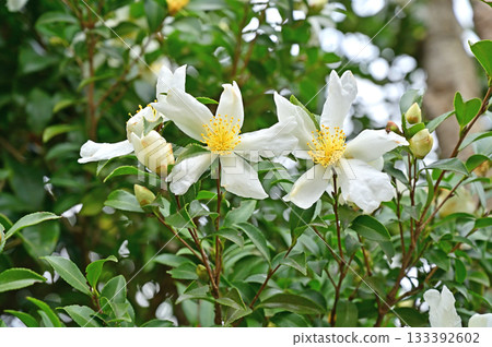 Tree · Sasanha camelliae Tree · Sasanha camelliae 133392602