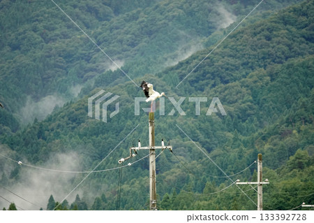 一隻鸛在電線桿上展開雙翼。 133392728