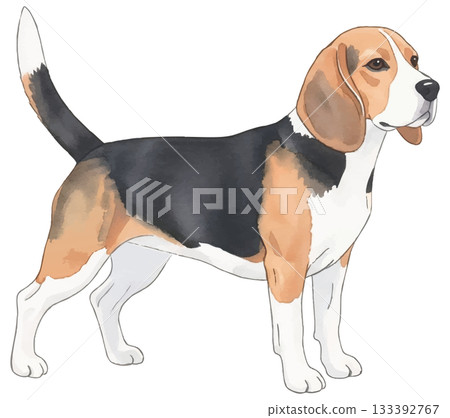 比格犬水彩插畫 133392767