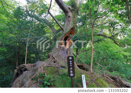 【大分縣】國崎半島文殊禪寺的千年櫸樹 【大分縣】國崎半島文殊禪寺的千年櫸樹 133393202