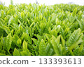 五月茶園中鬱鬱蔥蔥的新茶葉特寫 133393613