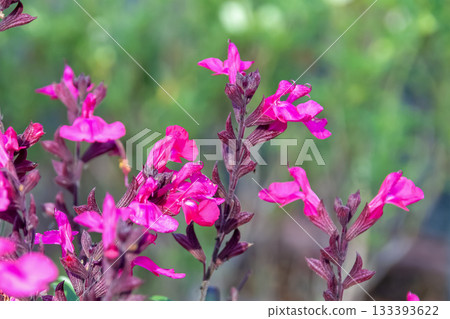 Bright scarlet-red flowers of Salvia miniata (Lamiaceae, Salvia genus) Bright scarlet-red flowers of Salvia miniata (Lamiaceae, Salvia genus) 133393622